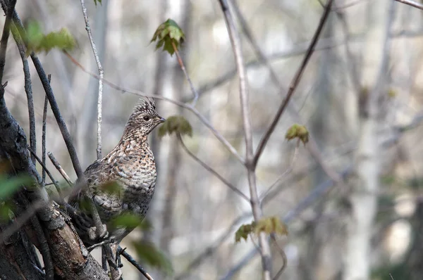 秋の森の木の枝には鳥のクローズアッププロフィールがあり 環境や生息地に茶色の羽が急落しています パートリッジストックフォト 写真だ 肖像画 — ストック写真