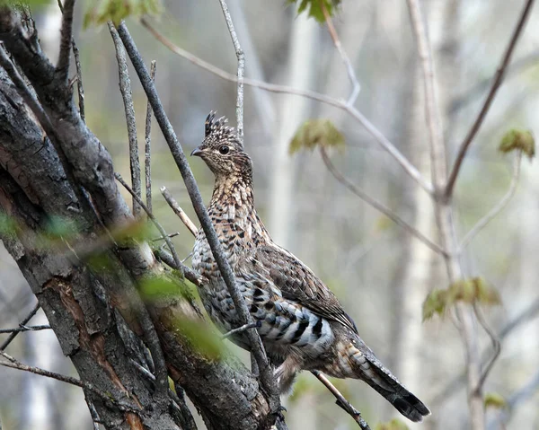 Profil Rapproché Perdrix Perchée Sur Une Branche Arbre Dans Forêt — Photo