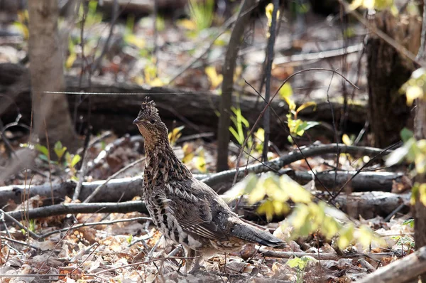 Vue Rapprochée Des Oiseaux Perdrix Marchant Dans Forêt Automne Montrant — Photo