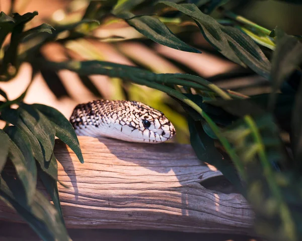 Snake head shot close-up profile view in its environment and habitat displaying head, eye and skin snake. Snake Stock Photo. Image. Picture. Portrait.