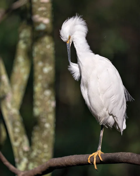 Snowy Egret Zbliżenie Profil Widok Siedzący Gałęzi Czyszczenia Skrzydła Pióra — Zdjęcie stockowe