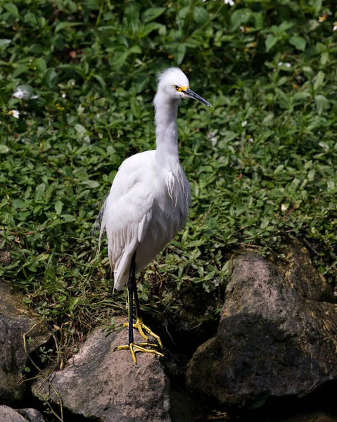 Snowy Egret bird close-up profile view standing on moss rocks with foliage background, displaying white feathers, head, beak, eye, fluffy plumage, yellow feet in its environment and habitat. Snowy Egret Stock Photo. Image. Picture. Portrait.