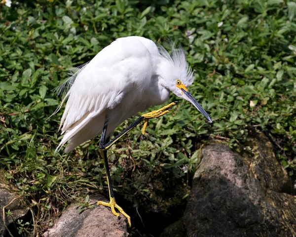 Schneereiher Nahaufnahme Profil Ansicht Steht Auf Moosfelsen Mit Laubhintergrund Kratzt — Stockfoto