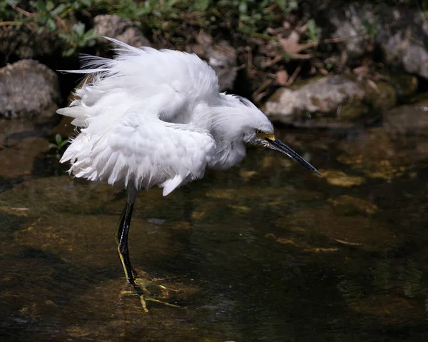 Snowy Egret Zbliżenie Profil Widok Wodzie Tle Skały Mech Wyświetlając — Zdjęcie stockowe