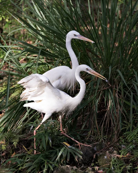 Weißreiher Vögel Aus Nächster Nähe Profilbild Mit Weißem Federkleid Kopf — Stockfoto