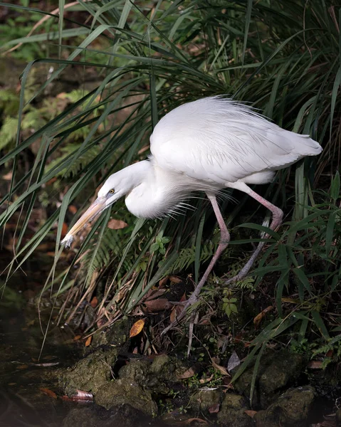 White Heron Vista Perfil Close Água Exibindo Plumagem Penas Brancas — Fotografia de Stock