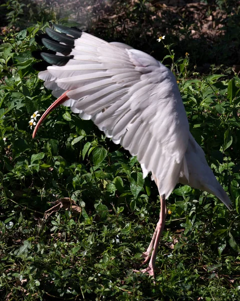 Vue Profil Rapprochée Oiseau Ibis Blanc Perché Sur Une Branche — Photo