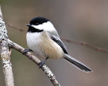 Çevresindeki ve habitatındaki bulanık arkaplanlı bir ağaç dalına yakın çekim profil görüntüsü, gri tüylü kanat ve kuyruk, siyah başlık. Görüntü. Görüntü. Portre. Tavuk stoku fotoğrafları..