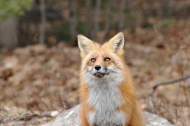 Kızıl tilki kafasının ön plan görüntüsü çevresi ve doğal ortamında bulanık bir arkaplan ile gökyüzüne bakıyor. Fox Image 'da. Görüntü. Portre. Fox Stok Fotoğrafı.