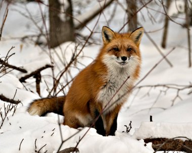 Kızıl tilki kış mevsiminde, doğal ortamında, kar ve orman arka planında tüylü tilki kuyruğunu gösteren kameraya bakıyor. Fox Image 'da. Görüntü. Portre. Fox Stok Fotoğrafı.