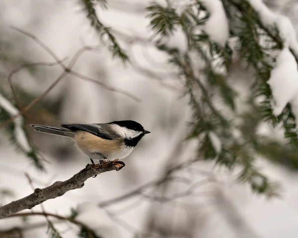 깃털을 전시하는 환경과 서식지의 배경을 나뭇가지에 치카데 깃털등을 나타낸다 이미지 — 스톡 사진