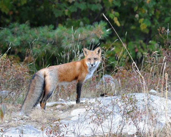 Red Fox Vista Primer Plano Del Perfil Temporada Otoño Con — Foto de Stock