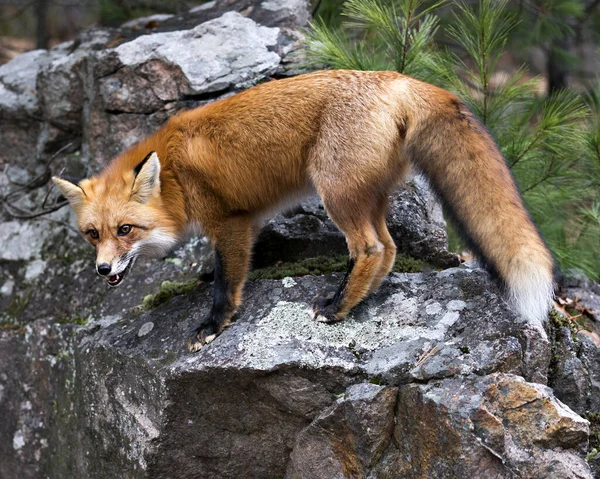 Vue Profil Rapprochée Renard Roux Debout Sur Une Grosse Roche — Photo