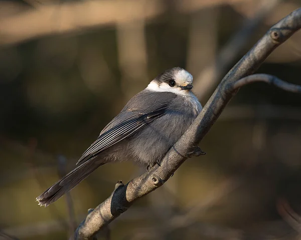 Vista Del Perfil Cerca Gray Jay Encaramado Una Rama Árbol —  Fotos de Stock