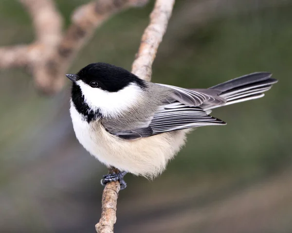 Chickadee Vista Primer Plano Del Perfil Una Rama Árbol Con —  Fotos de Stock