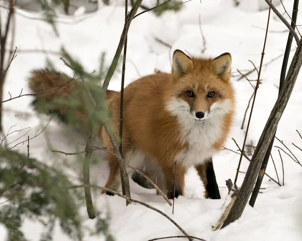 Zorro Rojo Mirando Cámara Temporada Invierno Entorno Hábitat Con Nieve — Foto de Stock