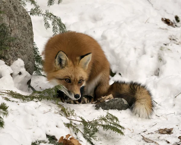 Red fox close-up profile view in the winter season in its environment and habitat with snow background displaying bushy fox tail, fur. Fox Image. Picture. Portrait. Fox Stock Photos.