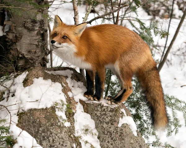 Red Fox Standing Rock Winter Season Its Environment Habitat Snow — Stock Photo, Image