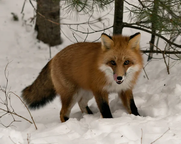 在冬季 红狐在其环境和栖息地的特写镜头下 雪原背景显示了浓密的狐狸尾巴 福克斯形象 福克斯股票照片 — 图库照片