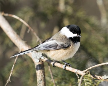 Civciv, yaşam alanı ve ortamında bulanık bir arka plana tüy, vücut, kafa, göz, gaga, kuş tüyü gösteren bir dala tünemişti. Görüntü. Görüntü. Portre. Chickadee Stok Fotoğrafları. 