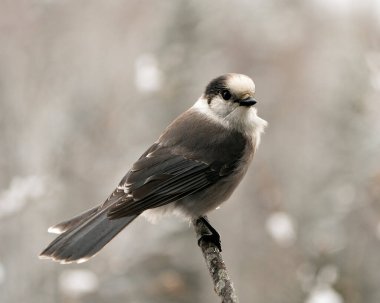 Gri Jay, çevre ve yaşam ortamında bulanık bir geçmişe sahip dalın üzerine tünemiş profil görüntüsü. Görüntü. Görüntü. Portre. Gri Jay Stok Fotoğrafı.