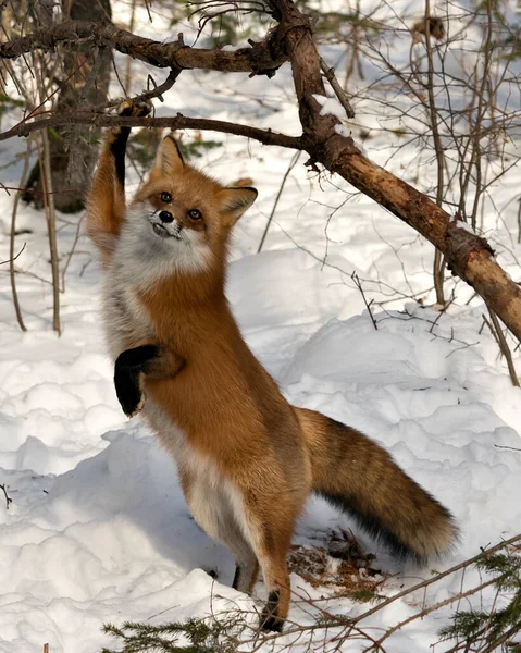 Κόκκινη Αλεπού Στέκεται Στα Πίσω Πόδια Και Κοιτάζοντας Κάμερα Κατά — Φωτογραφία Αρχείου