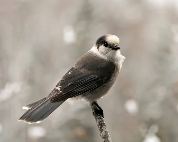 Grey Jay Vista Primer Plano Del Perfil Encaramado Rama Con —  Fotos de Stock