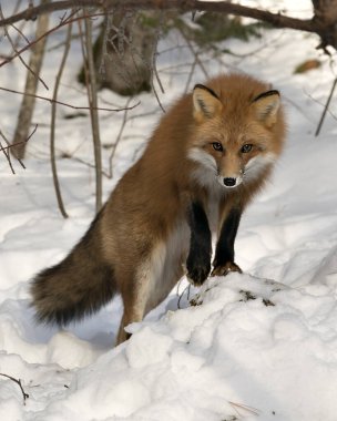 Kızıl tilki, kış mevsiminde, doğal ortamında, arka planda kar ve dallarla, tüylü tilki kuyruğunu gösteren kameraya bakıyor. Fox Image 'da. Görüntü. Portre. Fox Stok Fotoğrafları.