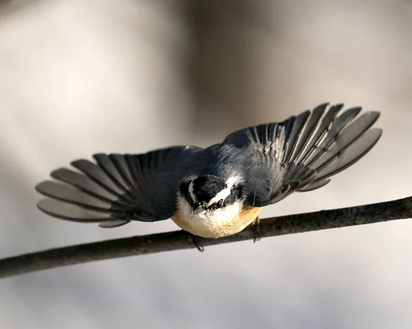 Nuthatch Perched Tree Branch Looking Camera Its Environment Habitat Blur — Stock Photo, Image