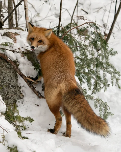 Κόκκινη Αλεπού Κοιτάζοντας Κάμερα Κατά Χειμερινή Περίοδο Στο Περιβάλλον Της — Φωτογραφία Αρχείου