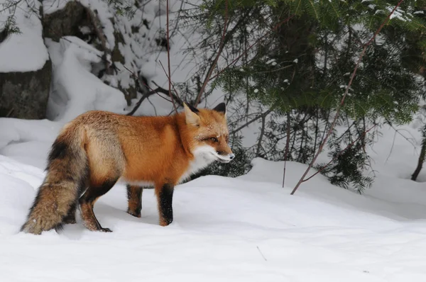 Red fox close-up profile view in the winter season in its environment and habitat with tree and snow background displaying bushy fox tail, fur. Fox Image. Picture. Portrait. Fox Stock Photo.