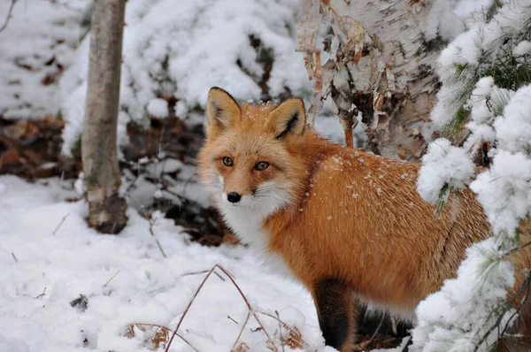 Red Fox Head Shot Close Profile View Winter Season Birch — Fotografia de Stock