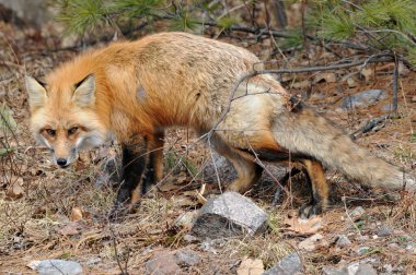 Kızıl tilki, sonbahar mevsiminde ormandaki profil görüntüsü vücudunu, tüylü ve gür kuyruğunu ve doğal ortamında güneşin tadını çıkarıyor. Fox Image 'da. Görüntü. Portre. Fox Stok Fotoğrafı.