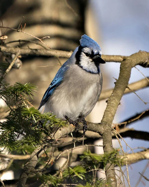 Blue Jay Thront Auf Einem Ast Mit Verschwommenem Hintergrund Der — Stockfoto