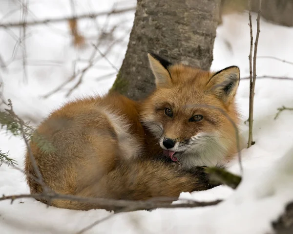 Volpe Rossa Che Riposa Sulla Neve Pulisce Pelliccia Nella Stagione — Foto Stock