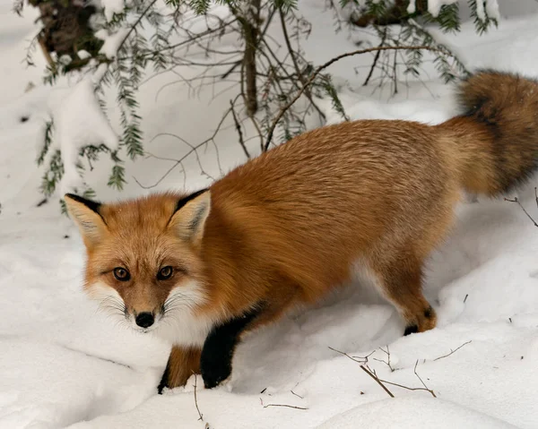 Volpe Rossa Che Guarda Macchina Fotografica Nella Stagione Invernale Nel — Foto Stock