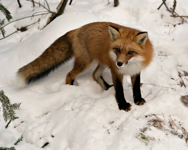Red fox close-up profile view in the winter season in its environment and habitat with snow background displaying bushy fox tail, fur. Fox Image. Picture. Portrait. Fox Stock Photo.