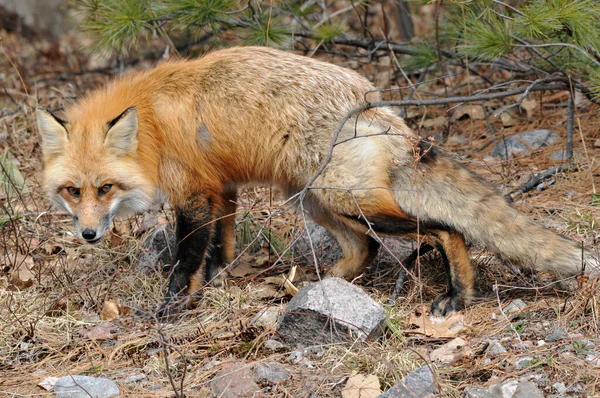 Rotfuchs Nahaufnahme Wald Während Der Herbstsaison Bei Der Seinen Körper — Stockfoto