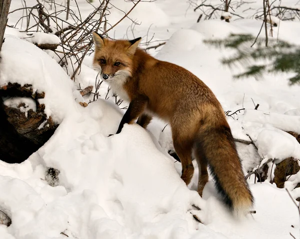 Red fox looking at camera in the winter season in its environment and habitat with snow background displaying full body, bushy fox tail, fur. Fox Image. Picture. Portrait. Fox Stock Photo.