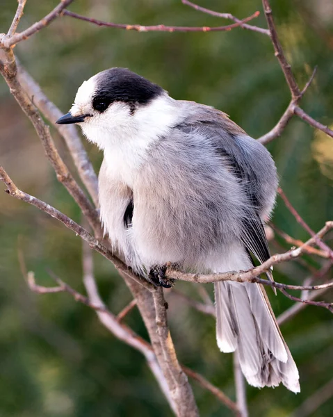 Vista Del Perfil Cerca Gray Jay Encaramado Una Rama Árbol —  Fotos de Stock