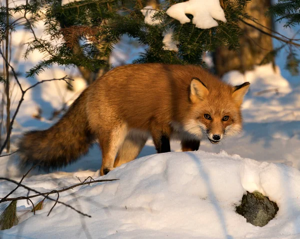 Kızıl tilki, kış mevsiminde, doğal ortamında, arka planda kar ve dallarla, tüylü tilki kuyruğunu gösteren kameraya bakıyor. Fox Image 'da. Görüntü. Portre. Fox Stok Fotoğrafları.