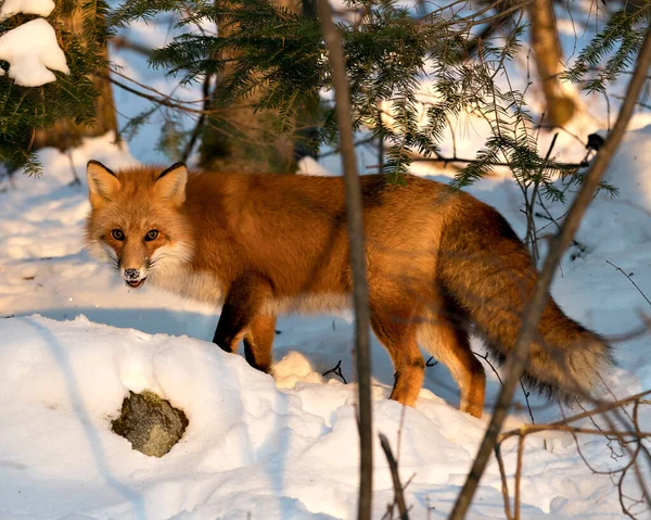 Rode Vos Kijkt Naar Camera Winter Seizoen Zijn Omgeving Habitat — Stockfoto
