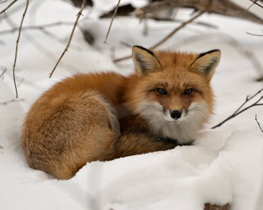 Kızıl tilki profil görüntüsü kış mevsiminde kendi ortamında ve doğal ortamında dinleniyor. Kar arka planında tüylü tilki kuyruğu ve kürkü görülüyor. Fox Image 'da. Görüntü. Portre. Fox Stok Fotoğrafları.