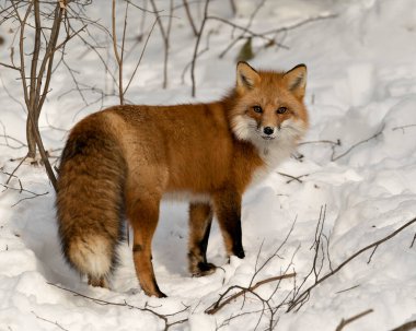 Kızıl tilki, kış mevsiminde, doğal ortamında, arka planda kar ve dallarla, tüylü tilki kuyruğunu gösteren kameraya bakıyor. Fox Image 'da. Görüntü. Portre. Fox Stok Fotoğrafları.