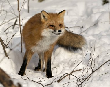 Kızıl tilki, kış mevsiminde, doğal ortamında, arka planda kar ve dallarla, tüylü tilki kuyruğunu gösteren kameraya bakıyor. Fox Image 'da. Görüntü. Portre. Fox Stok Fotoğrafları.