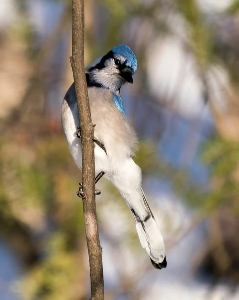 Blue Jay perched on a branch with a blur background in the forest environment and habitat. Image. Picture. Portrait. Looking to the left side. Blue Jay Stock Photos.