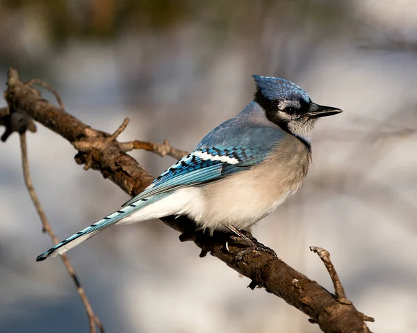 Blue Jay Perched Branch Blur Background Forest Environment Habitat Image — Stock Photo, Image