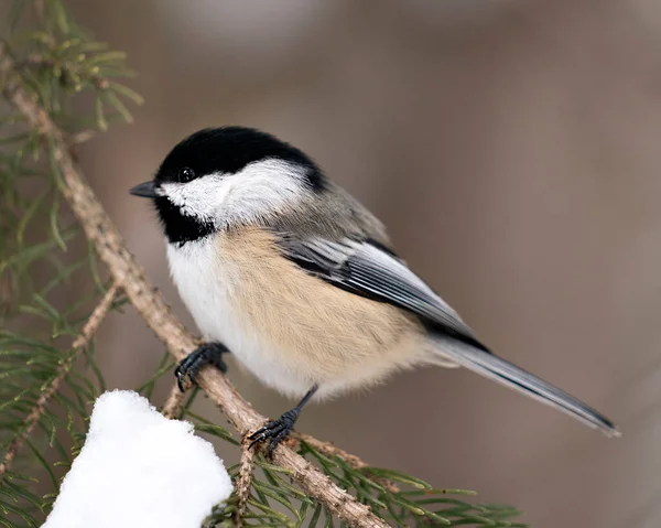 Chickadee close-up profile view on a fir tree branch with a blur background in its environment and habitat, displaying grey feather plumage wings and tail, black cap head. Image. Picture. Portrait. Chickadee Stock Photos.