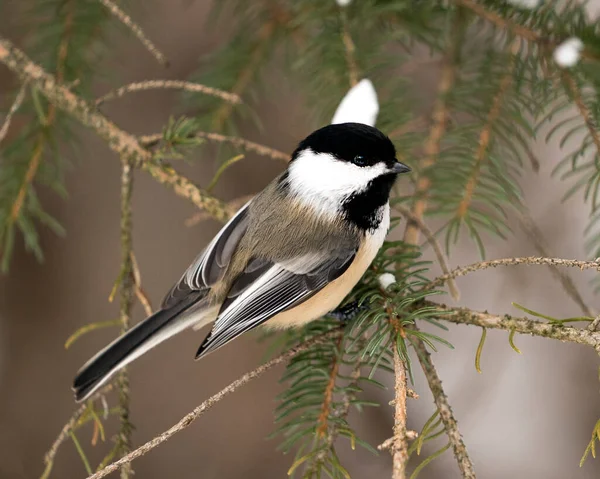 Chickadee close-up profile view on a fir tree branch with a blur background in its environment and habitat, displaying grey feather plumage wings and tail, black cap head. Image. Picture. Portrait. Chickadee Stock Photos.