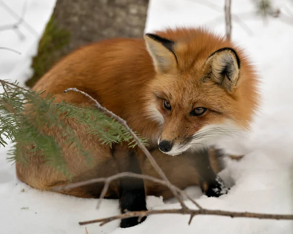 Red fox close-up profile view in the winter season in its environment and habitat with snow background displaying bushy fox tail, fur. Fox Image. Picture. Portrait. Fox Stock Photos.